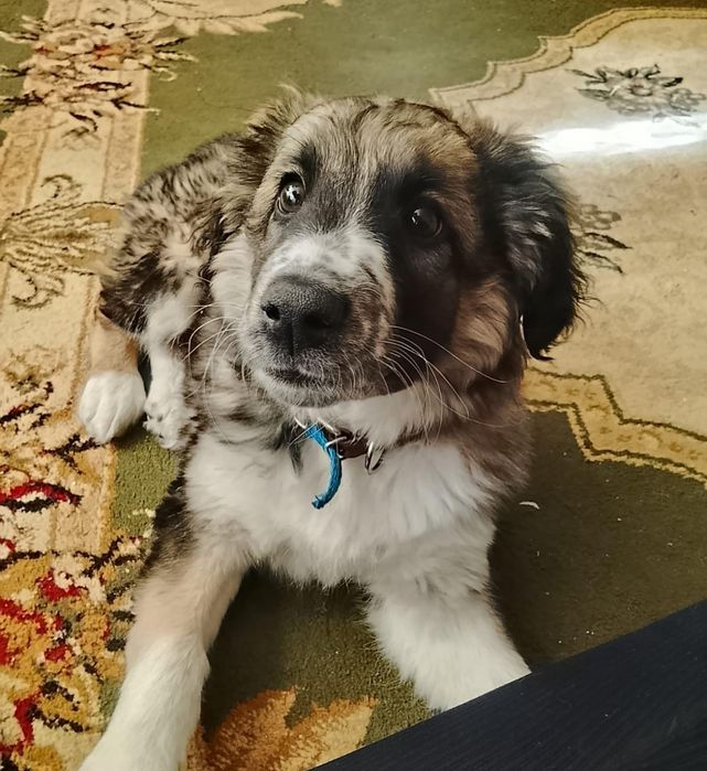 Щенок мальчик в добрые руки