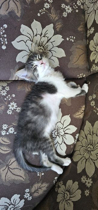 Подарявам котенце