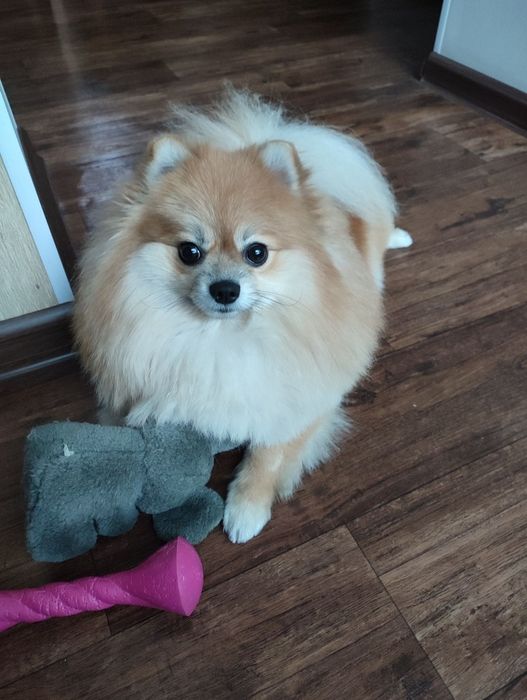 Передержка собак.