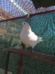 Американски Кинг