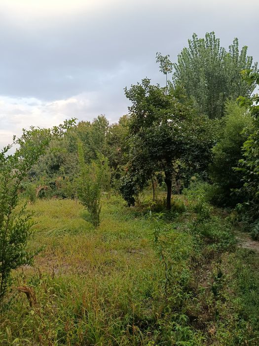 Yer sotiladi 8 sotix