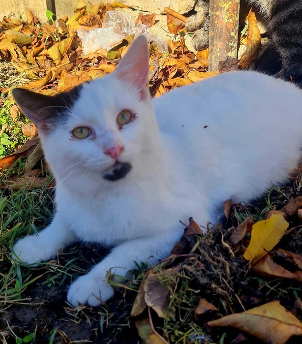 Двама красиви, гальовни господа си търсят любящи стопани