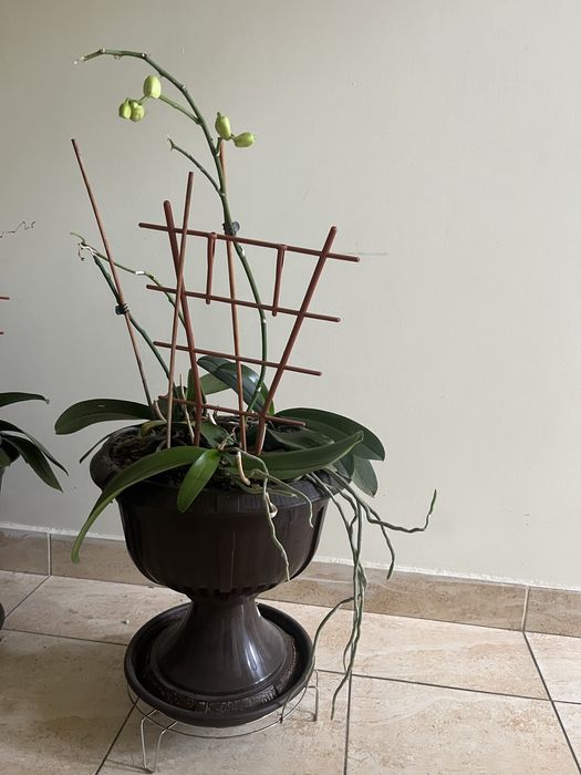 Vand flori in ghiveci