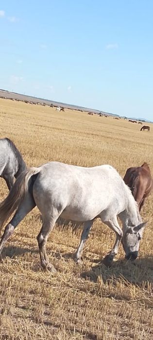 Продам кобылу рядом с Кокшетау