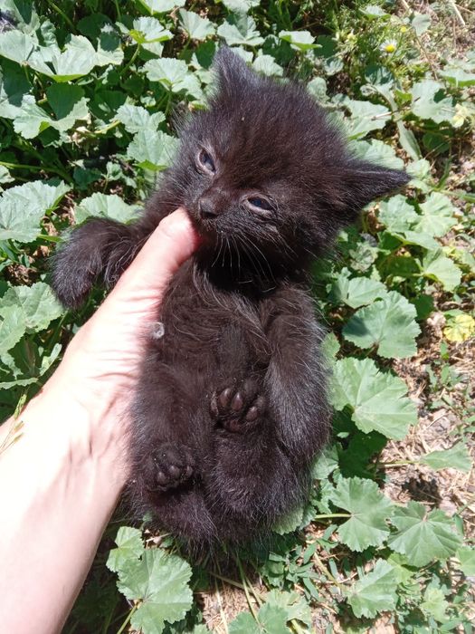 Отдам       котят