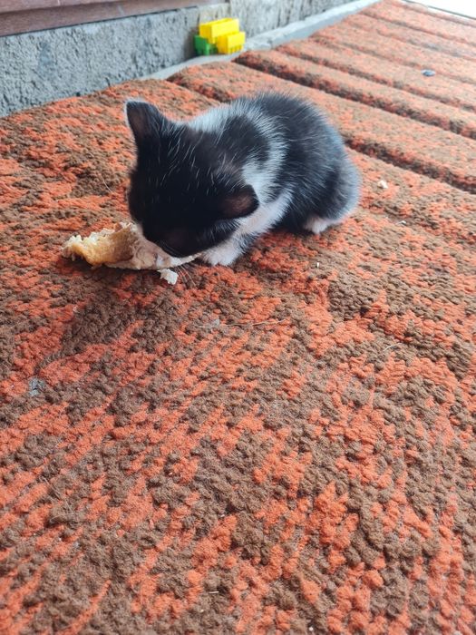Котята мысық кошки