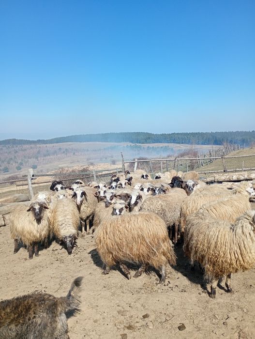 Vând oi tinere și notini