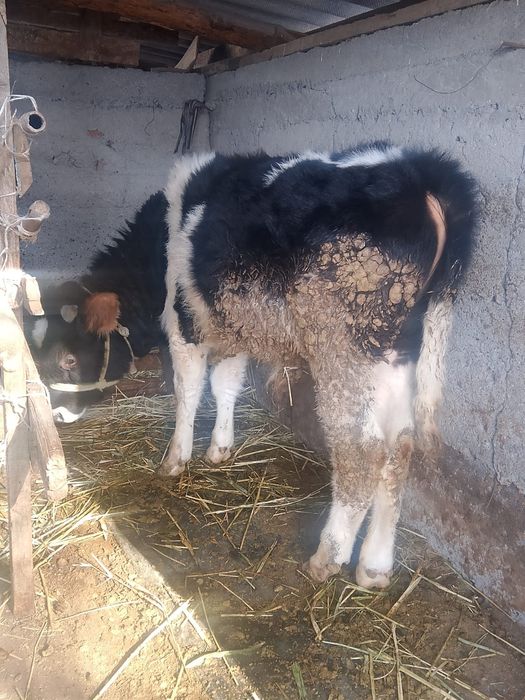 Бычок сатылады семіз