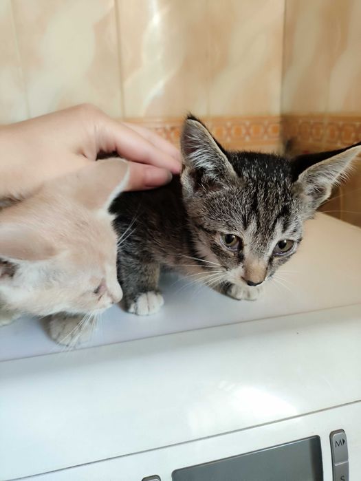 Отдам бесплатно котят