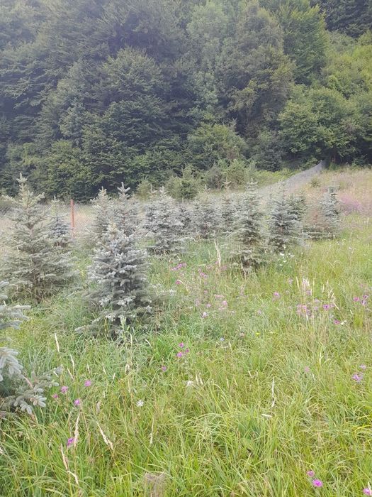 puiet molid,pin,brad,tei,pawlonia