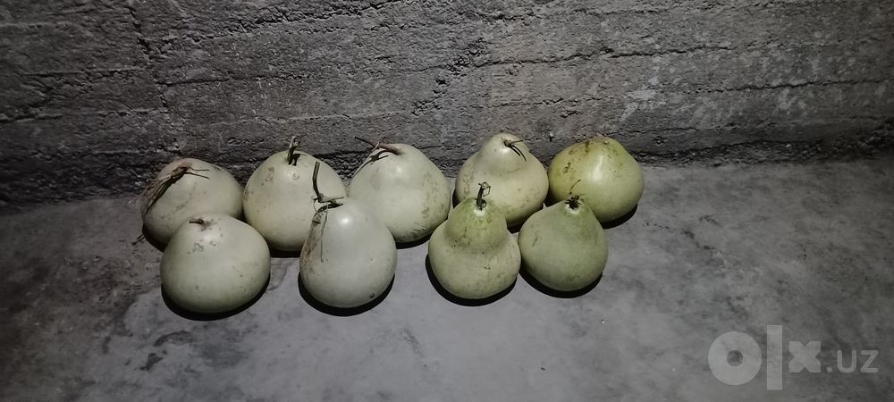 Bedana qovoqlar sotiladi