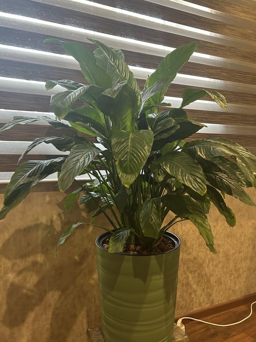 Продам комнатные цветы