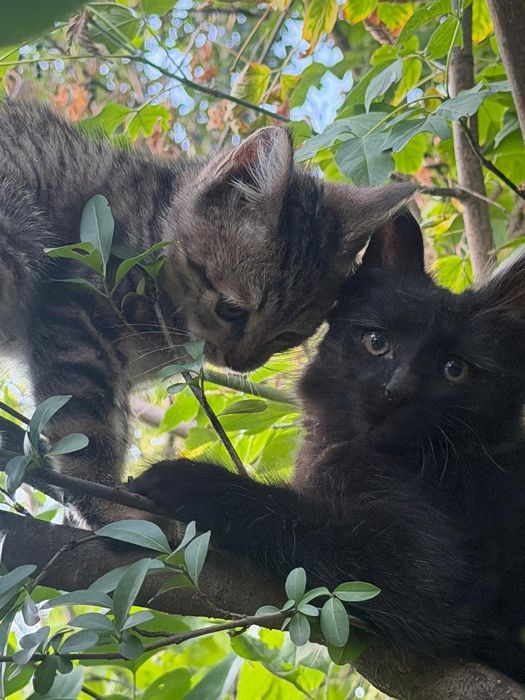 Отдам котят в хорошие руки