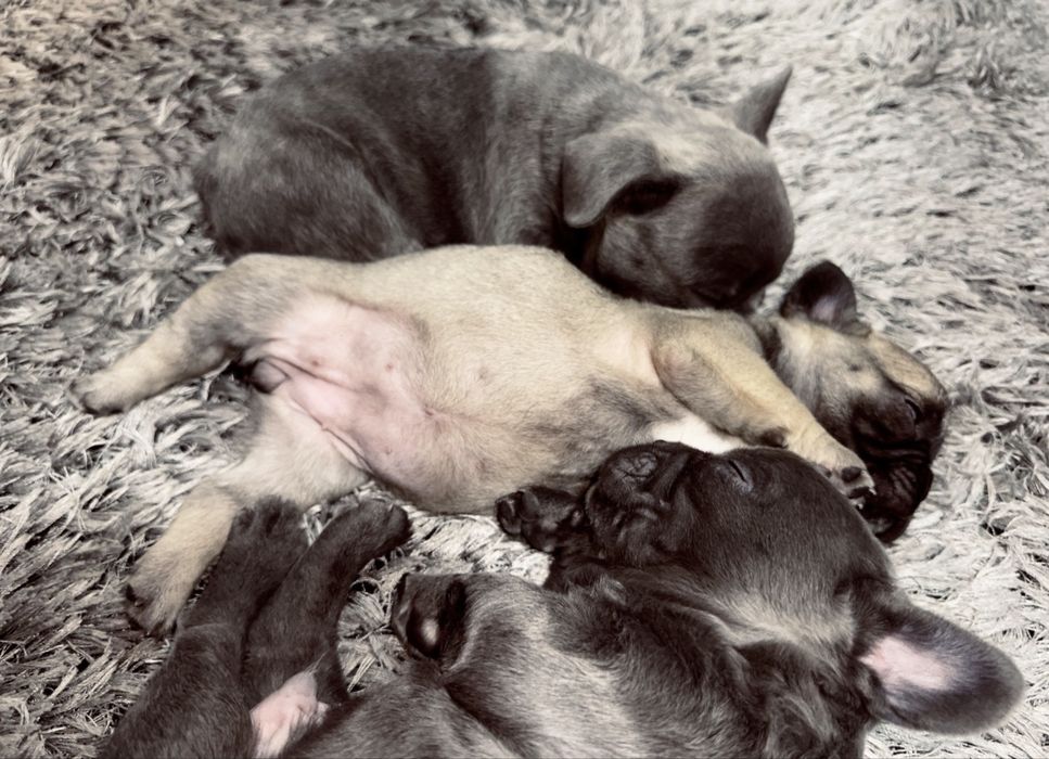 Bulldogi francezi urgent
