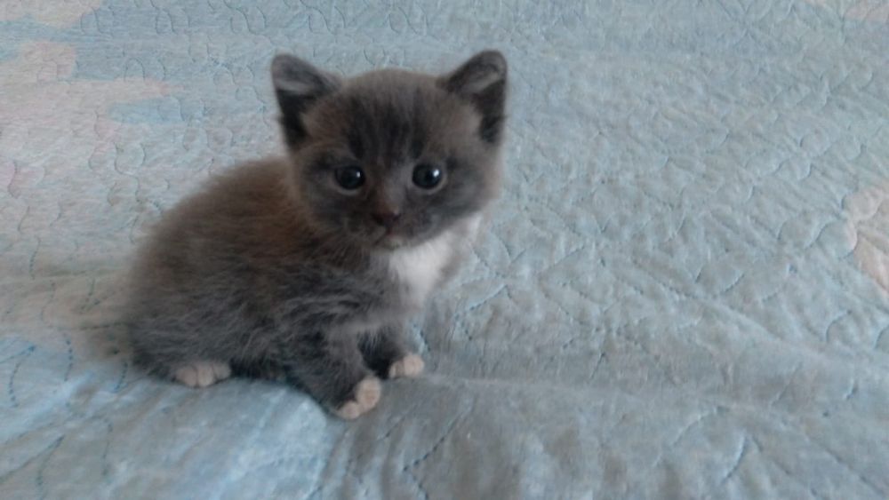 Отдам котёнка девочка