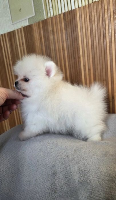 Продавам померан