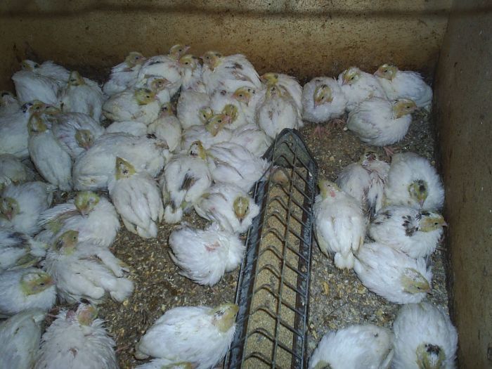 Белий гигант циплята перепёлка