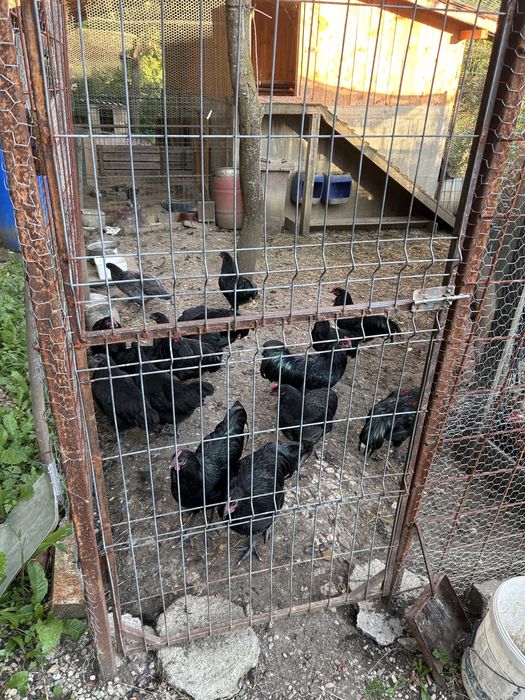Cocosi Australorp