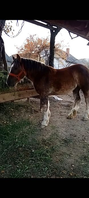 Mânză de vânzare de 1 an pe 26 !