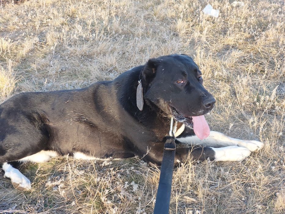 собака для охраны