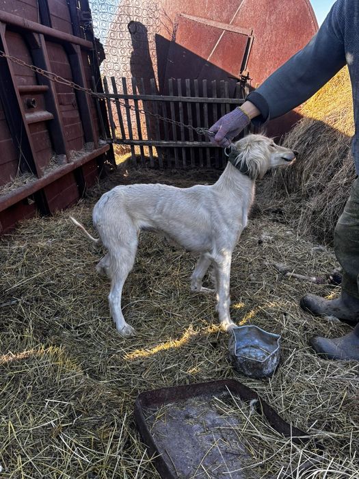 Тазы     сатылады