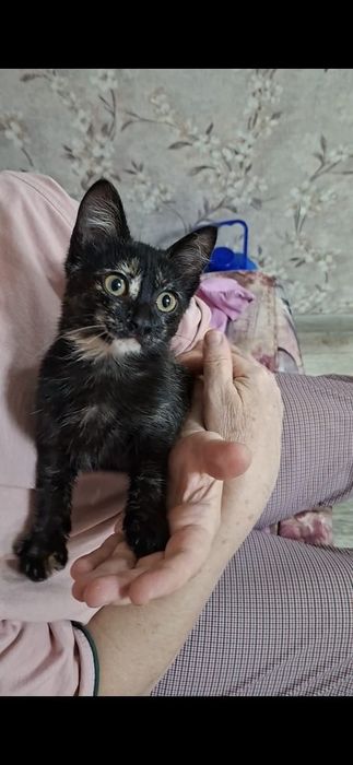 Чудо котенок Рада в добрые руки!
