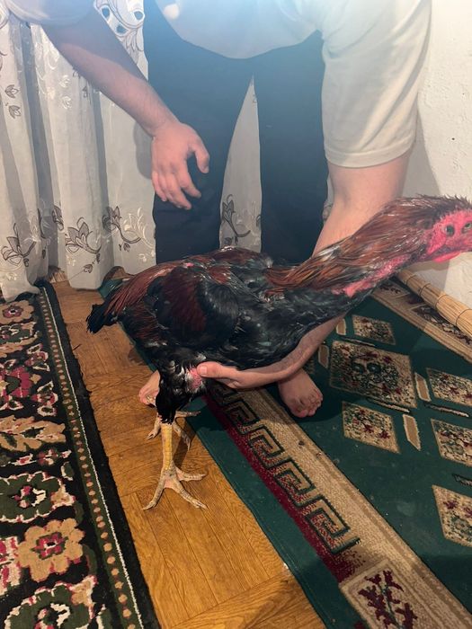 Дакан кораз 60 000тг