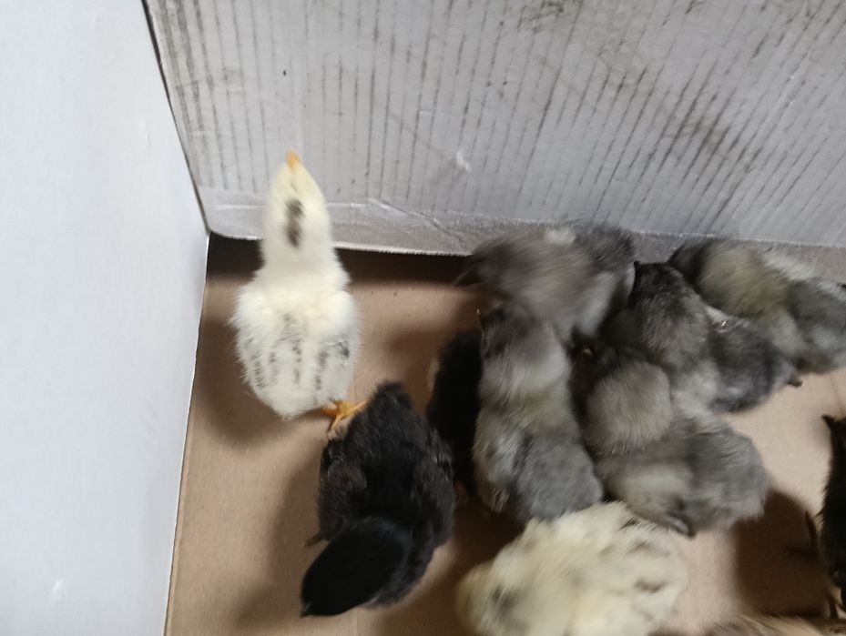 Pui de rasă austrolop albastru