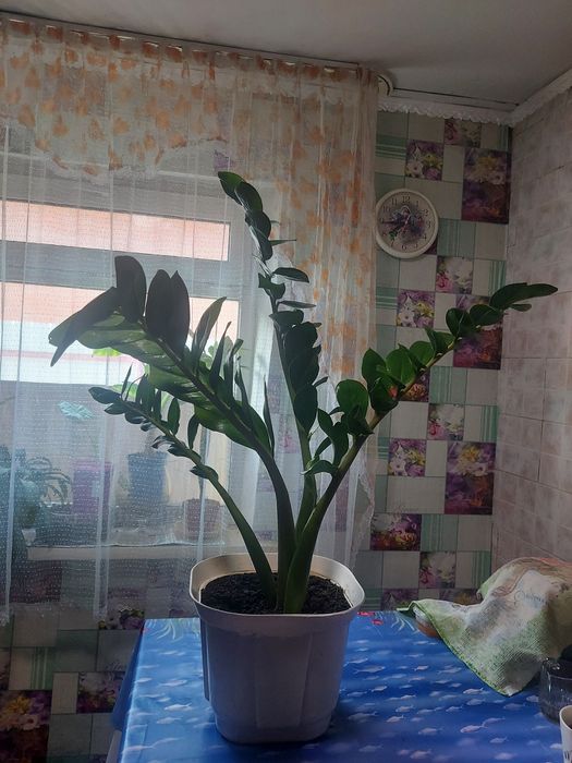 Комнатные растения