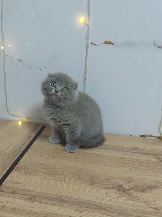 Котята Плюшевые Вислаушки