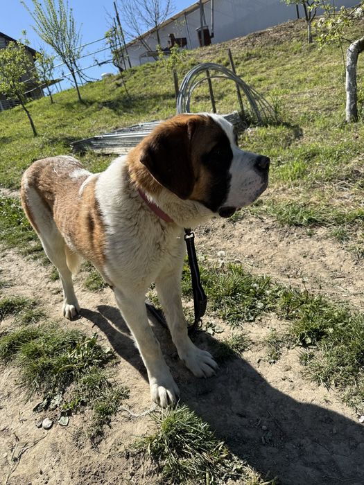 Saint Bernard femelă cu pedigree