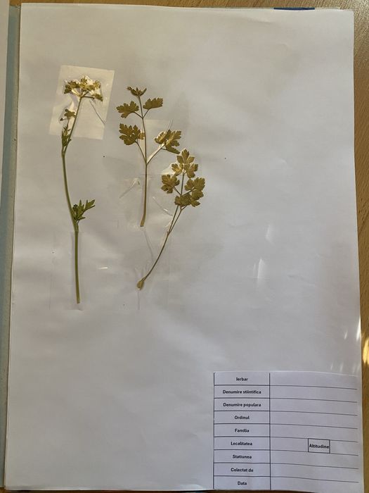 Realizez ierbar/ buruienar