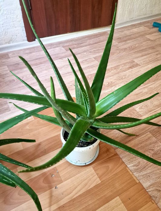 Алоэ вера, көлемі үлкен, емге жақсы