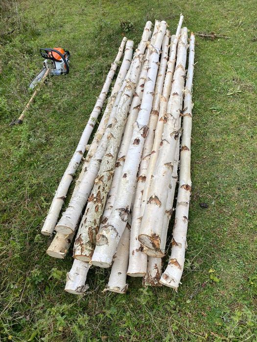 Lemn de mesteacan decorativ , crengi de mesteacan, trunchi