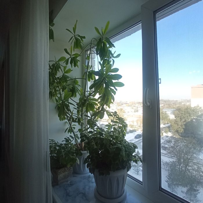 Прродам растение  фикус