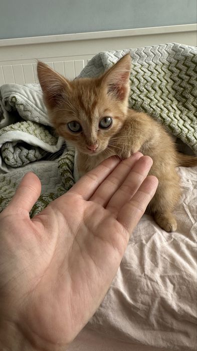 Отдам рыжего котенка