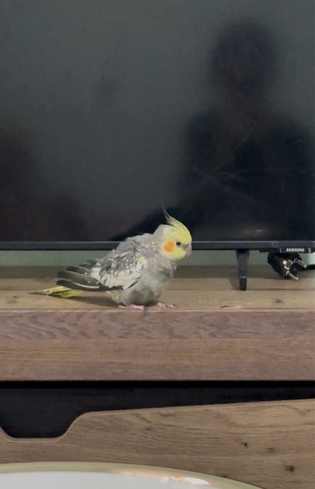 Попугай корелла, 3,4айлық.