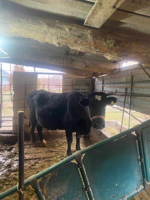 Буаз семіз сиыр сатылад