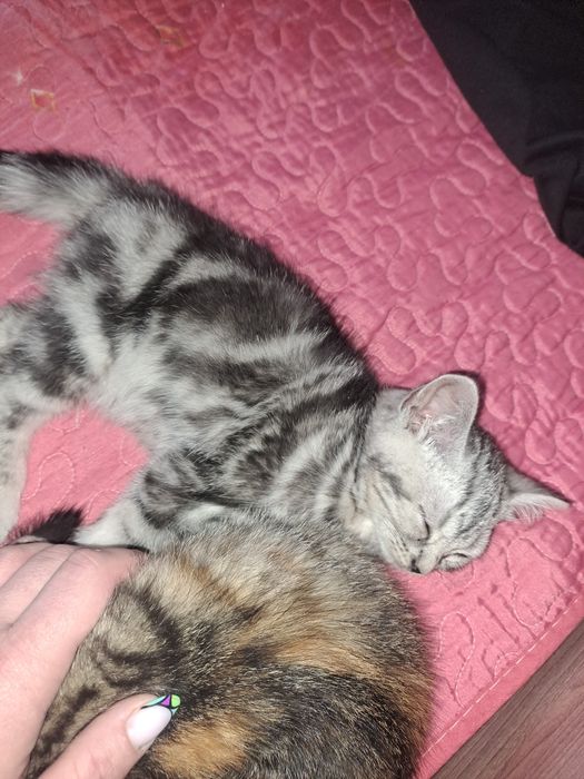 Продам котёнка смешенного