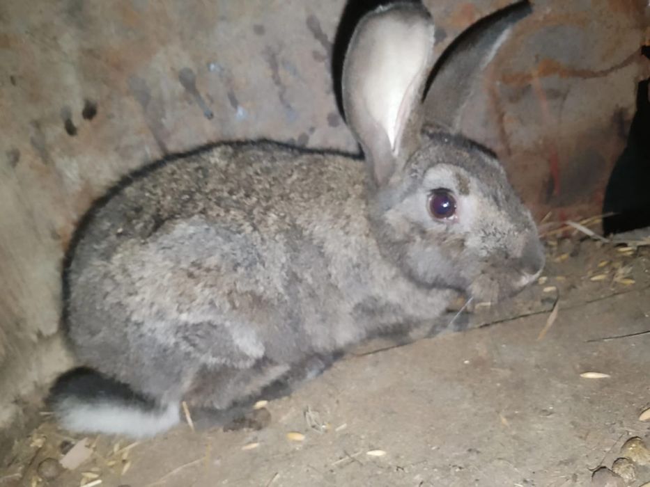 Продам или отмен на телефон