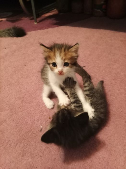 Отдам даром котят.