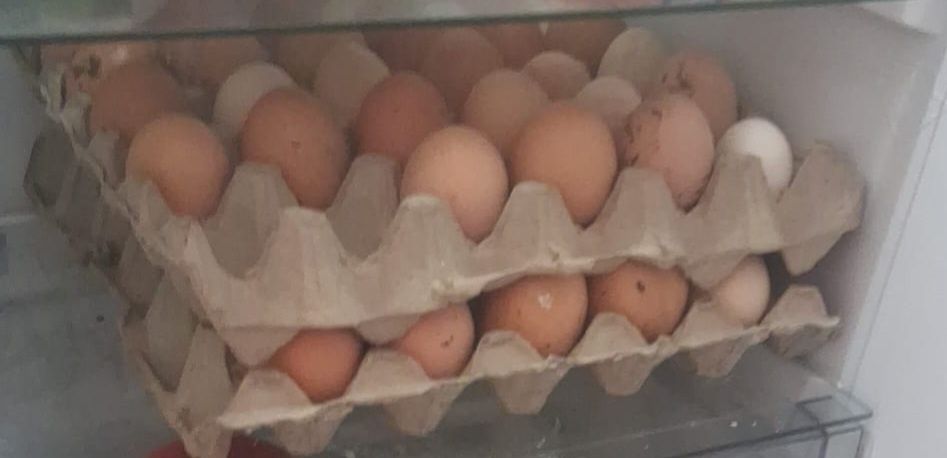 Oua de gaina de casa