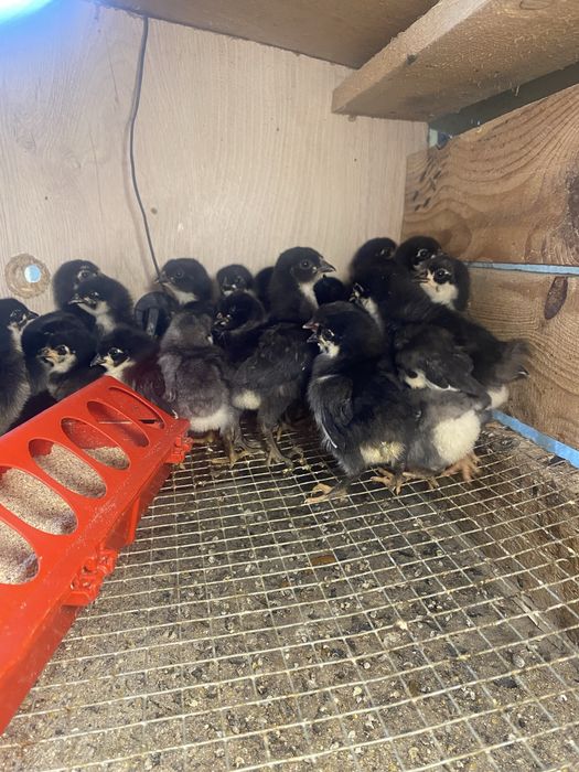 Pui de gsina rasa  australorp