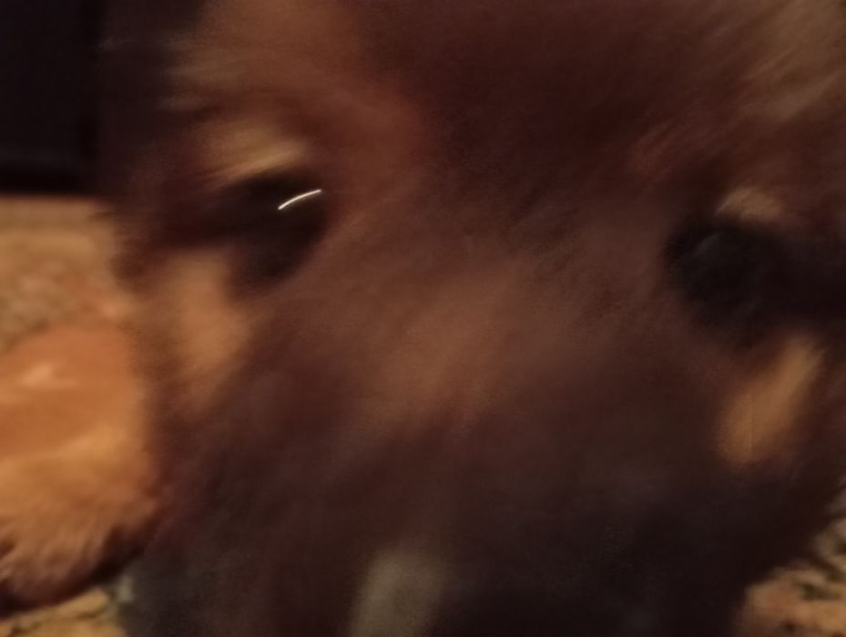 Месячный щенок девочка