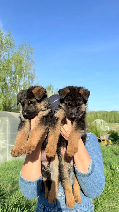 Продам щенков немецкой овчарки
