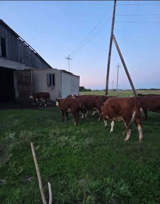 Продам 36 голов герефорд
