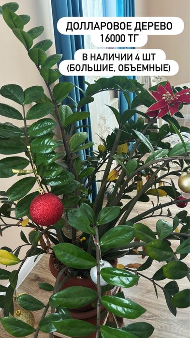 Продам цветы комнатные