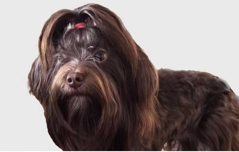 Йоркширски териер -женско