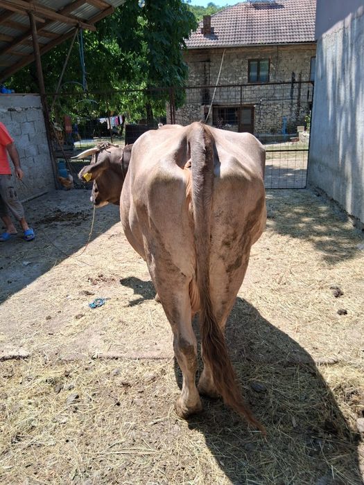Vaca de rudă gustata in 8 luni