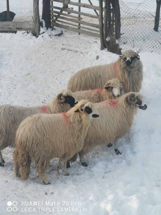 Vând oi breze tinere